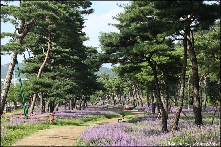 조선시대 정조대왕의 어가가 지나간 길 - 노송지대 