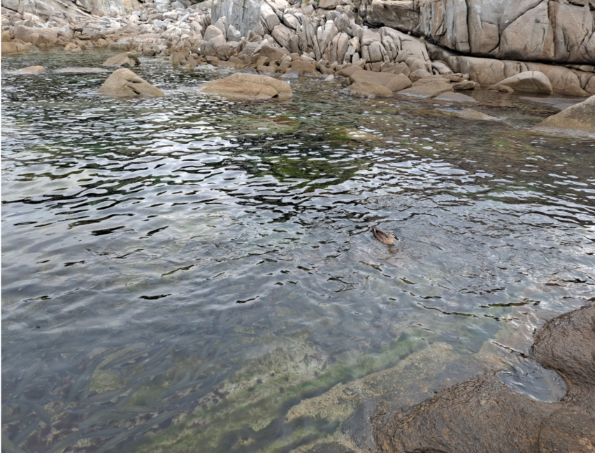 휴휴암 해변에 몰려온 물고기떼 - 시간이 되면 몰려오고 시간이 지나면 돌아갑니다. 