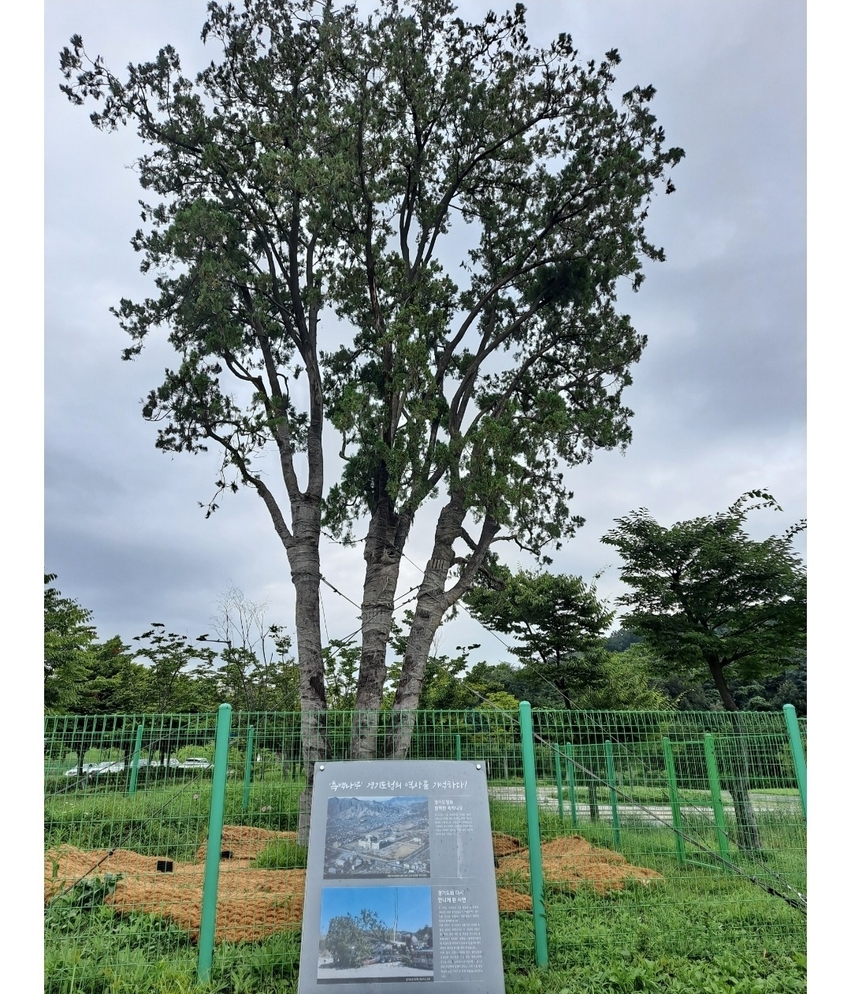 수원시 영동고속도로 동수원IC인근 광교역사박물관 공원에서 잘 자라고 있는 경기도청나무 측백나무입니다. 