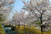 성남시 벚꽃 9경 "도심 곳곳에서 봄 만끽하세요"