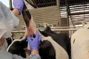 경기북부 10개시군은 소브루셀라병 청정지역... 2022년부터 1건도 발생하지 않아