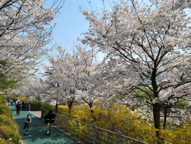성남시 삼평동 운중천변 벚꽃길(9경)