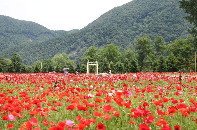 지난해 열린 봄꽃 축제 전경