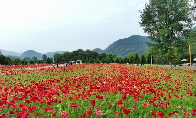지난 5월 열린 봄꽃 페스타 행사장 전경