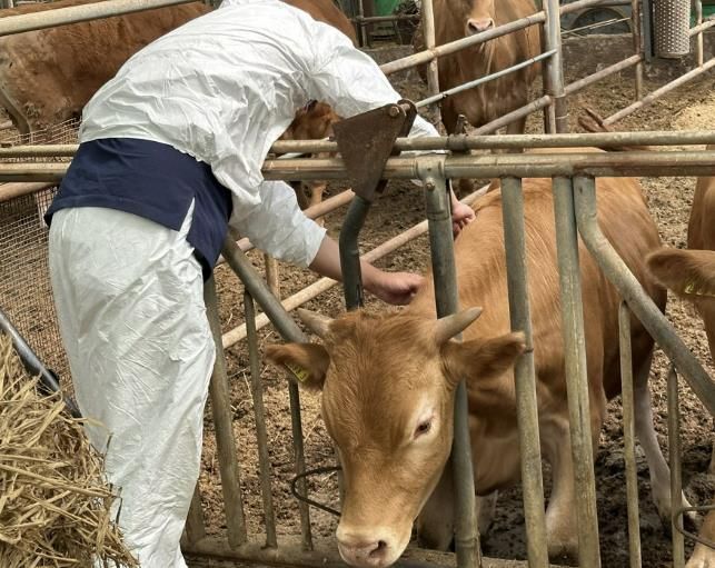 가평군, 추석 연휴에도 럼피스킨 백신접종 '총력'