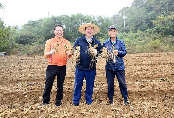 파주개성인삼 6년근 채굴 시연…축제 19일 개막