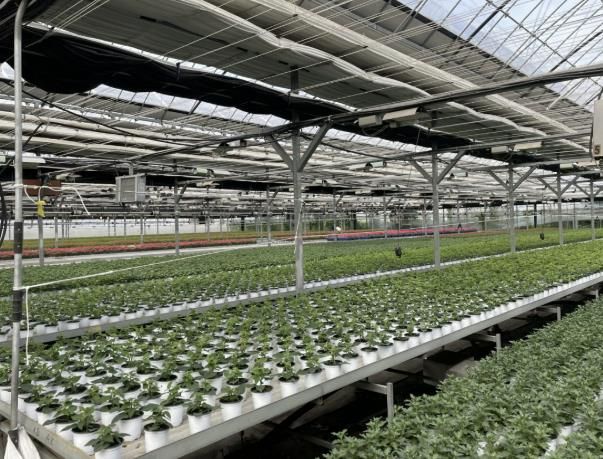 ICT(정보통신기술) 접목된 자동화 온실