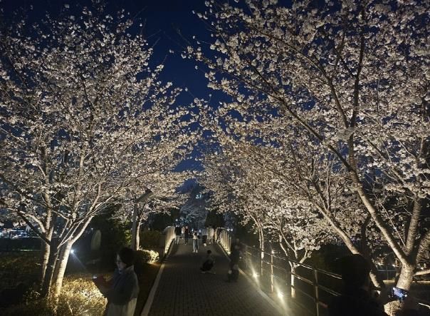 파주시 운정호수공원 봄맞이 새단장에 도심속 산책길 명소로 부상